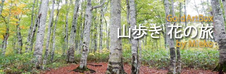 「山歩き・花の旅」Click=戻る