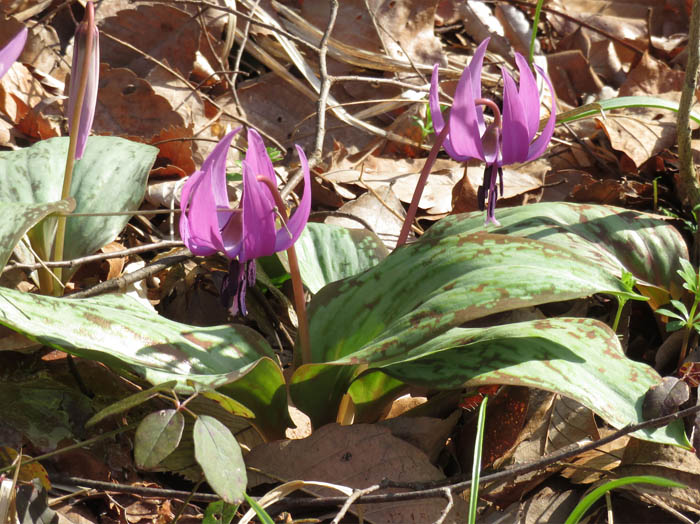 photo：spring ephemeral　カタクリ：旭山の麓