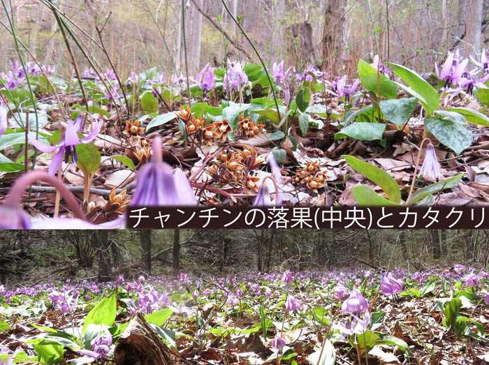 photo：チャンチンの落果と一面に咲き広がるカタクリ：旭山の麓