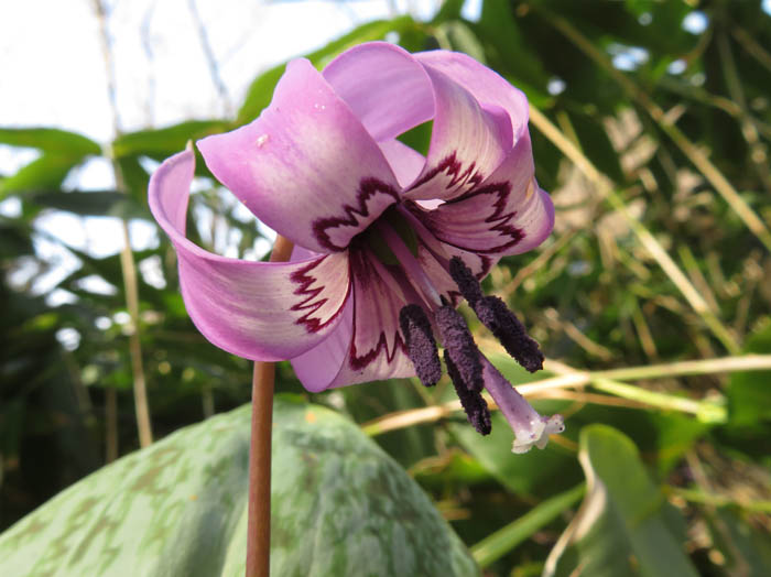 photo：内側の花模様は蜜標：旭山の麓