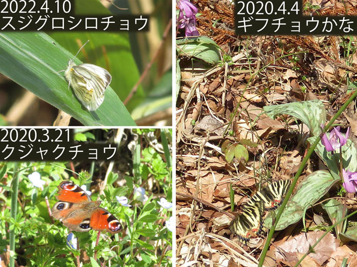 photo：ギフチョウ,クジャクチョウ：旭山の麓