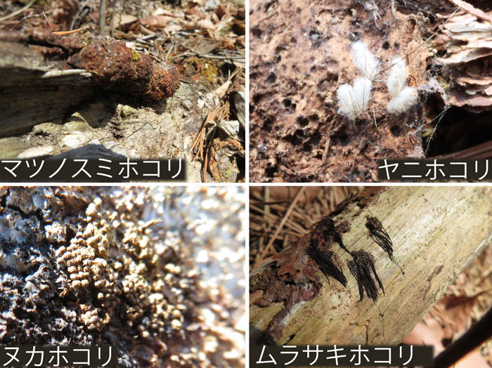 photo：粘菌活動の跡（名称は推定）マツノスミホコリ,ヤニホコリ,ヌカホコリ,ムラサキホコリ：大峰山