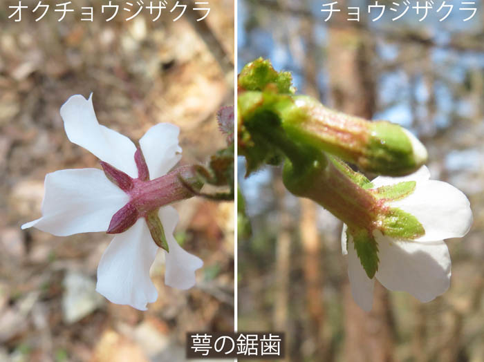 photo：チョウジザクラの違い萼と花の根元を見る：地附山山頂