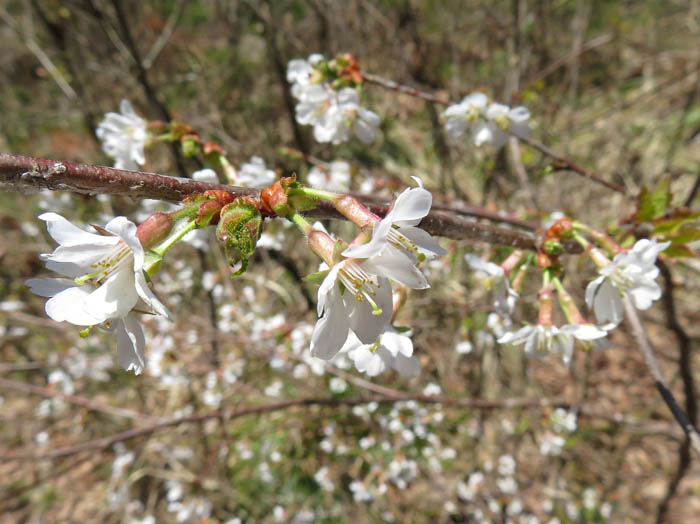 photo：オクチョウジザクラ4.1：地附山山頂