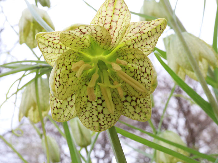 バイモの花９枚：陣場平