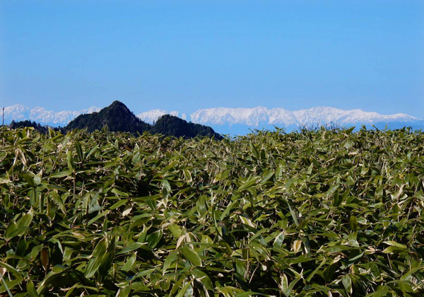 写真・前山から見た後立山連峰