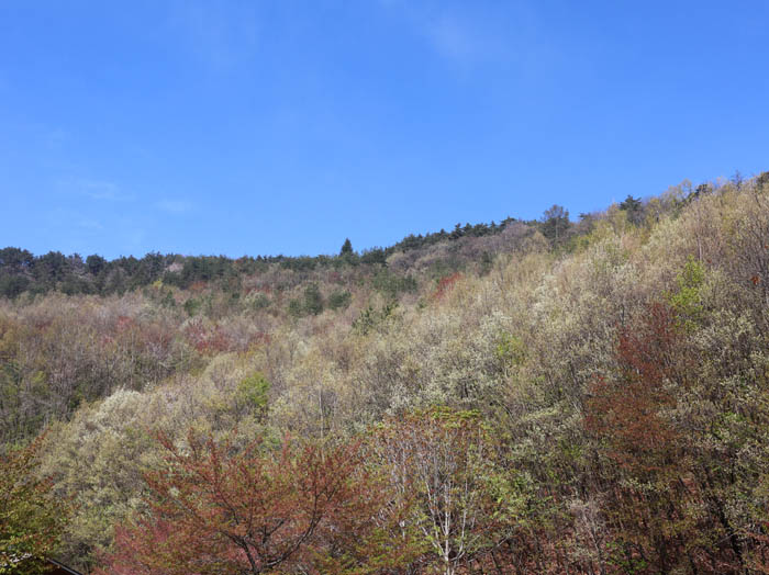 地附山の新緑