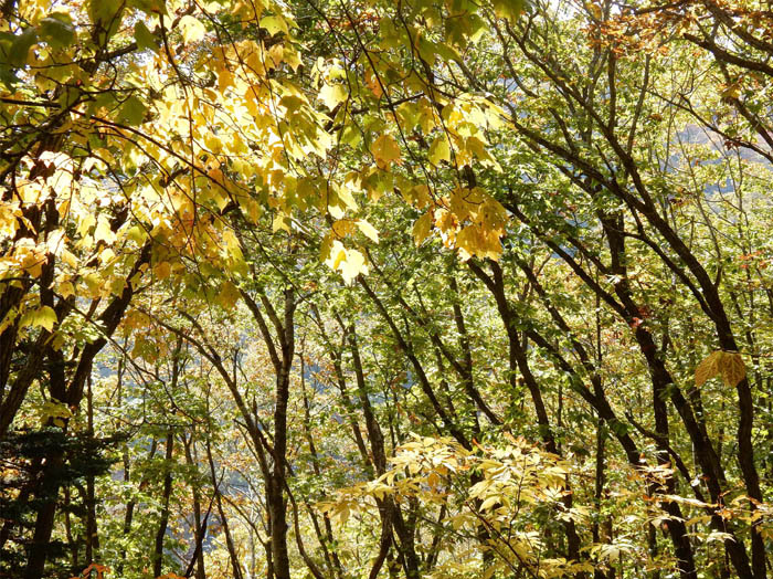 写真1紅葉の森を登る：飯縄山