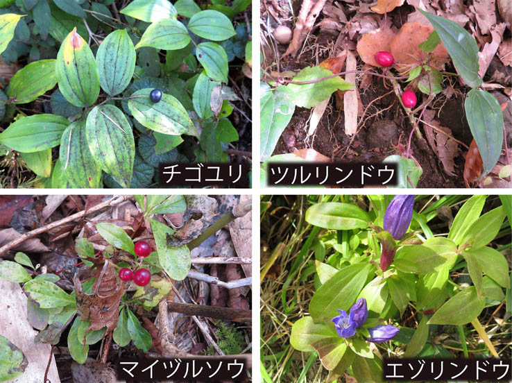 写真13秋の花と実,チゴユリ,ツルリンドウ,マイヅルソウ,エゾリンドウ：飯縄山
