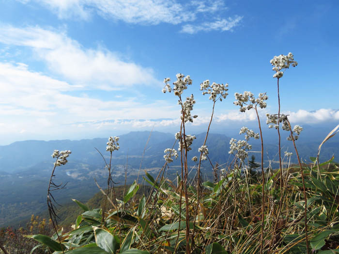 写真15ヤマハハコ（遠くに槍、穂高）：飯縄山