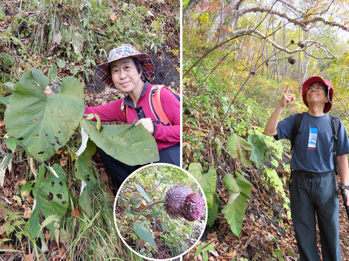 写真16葉も大きなオヤマボクチ：飯縄山