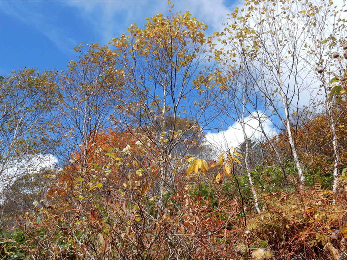 写真17稜線近くのカンバ：飯縄山
