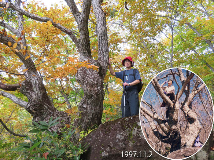 写真18木登りした木だ：飯縄山