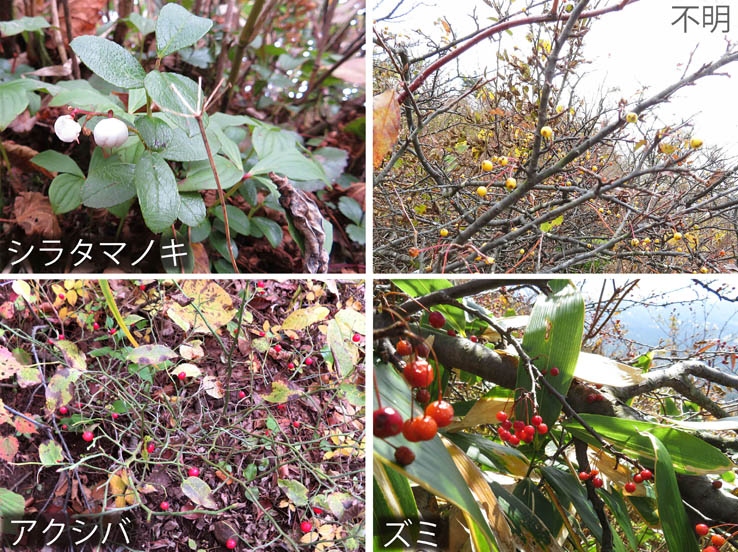写真20木の実も色々,シラタマノキ,アクシバ,ズミ,他不明：飯縄山