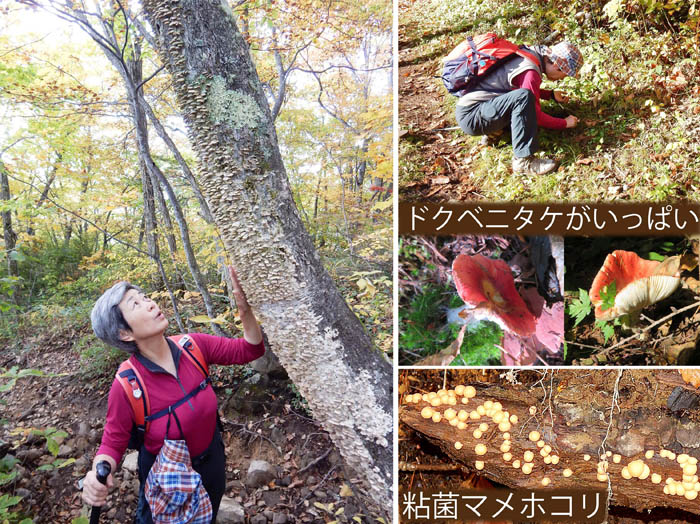 写真9キノコや粘菌に会う：飯縄山