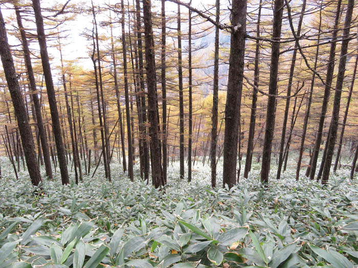 写真3カラマツとササの森：烏帽子岳