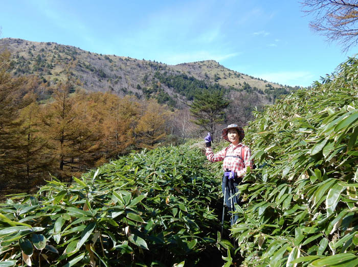 写真7烏帽子が見えてきた：烏帽子岳