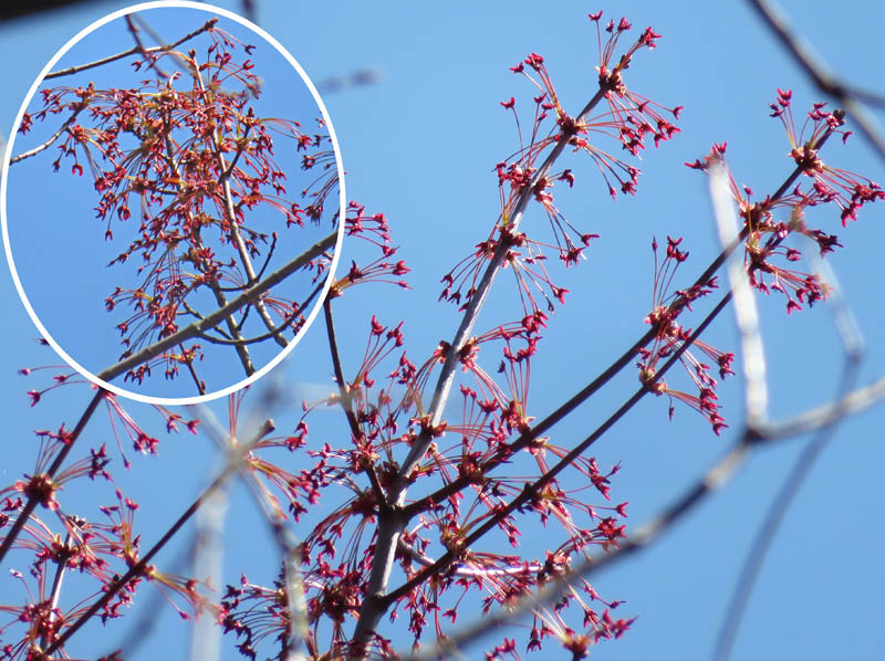 photo：カジカエデの花：地附山
