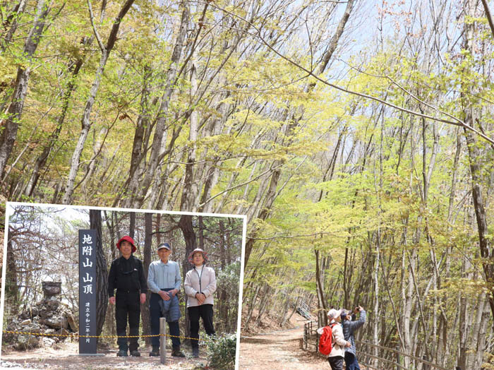photo：地附山はカエデの新緑：地附山