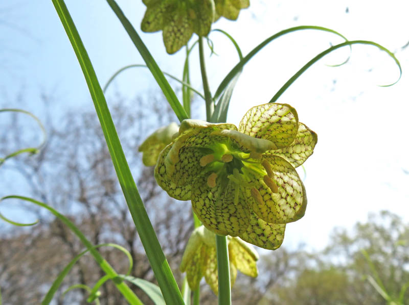 photo：花びらが９枚のバイモ：陣場平