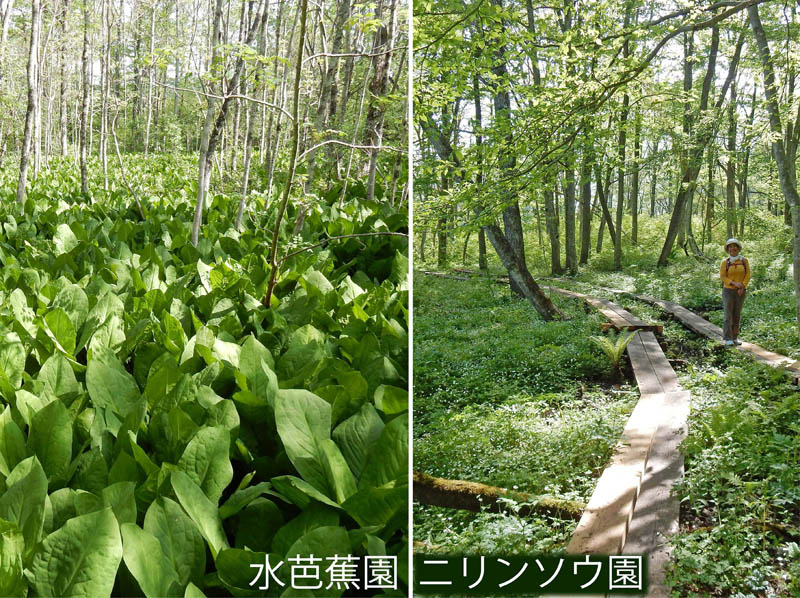 photo：水芭蕉は巨大な葉に2017.5.21：むれ水芭蕉園