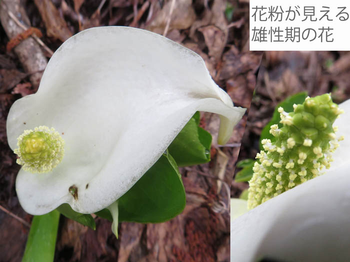 photo：水芭蕉の花序　2020.4.22：むれ水芭蕉園