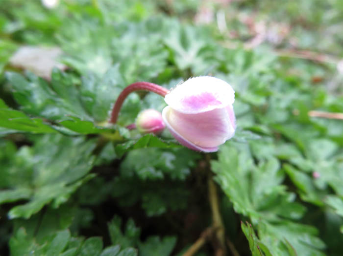 photo：ニリンソウ蕾：むれ水芭蕉園