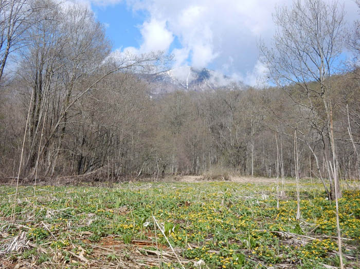 photo：ニリンソウ園から霊仙寺山2019.5.2：むれ水芭蕉園