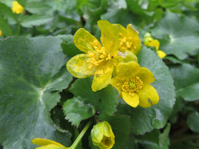 photo：リュウキンカ半透明の花びら(萼)：むれ水芭蕉園