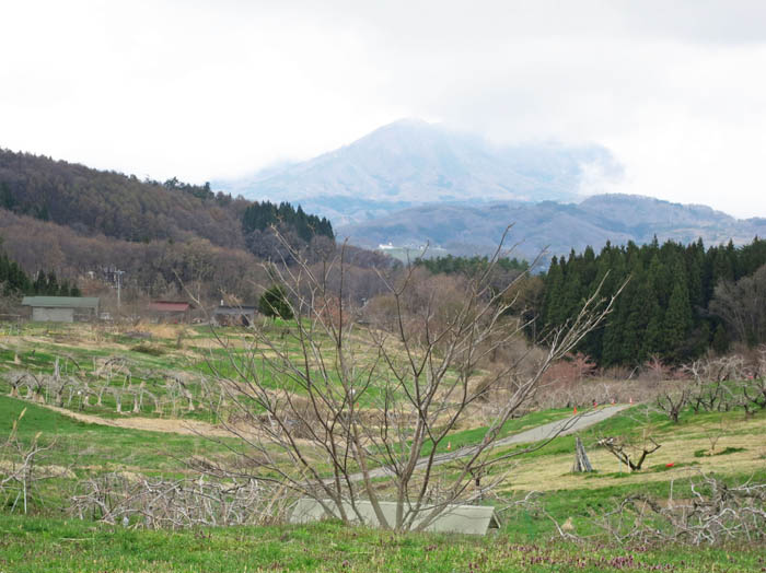photo：丹霞郷の花はまだ2017.4.22