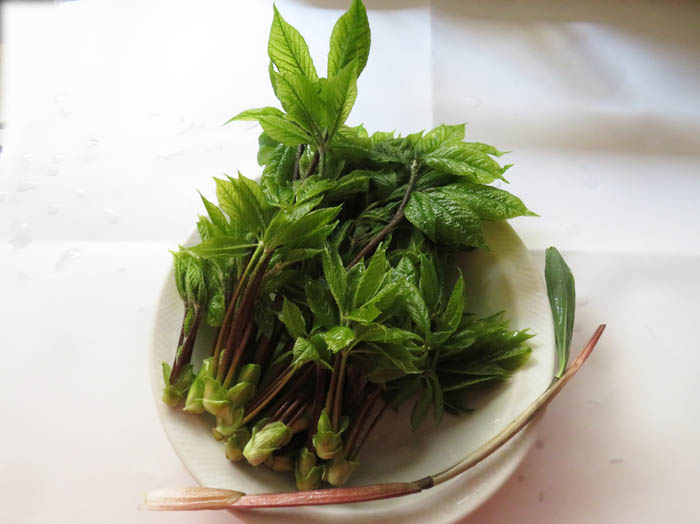 栗の木肌