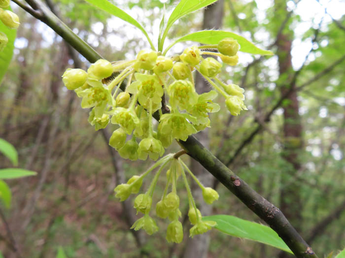 オオバクロモジの花：地附山