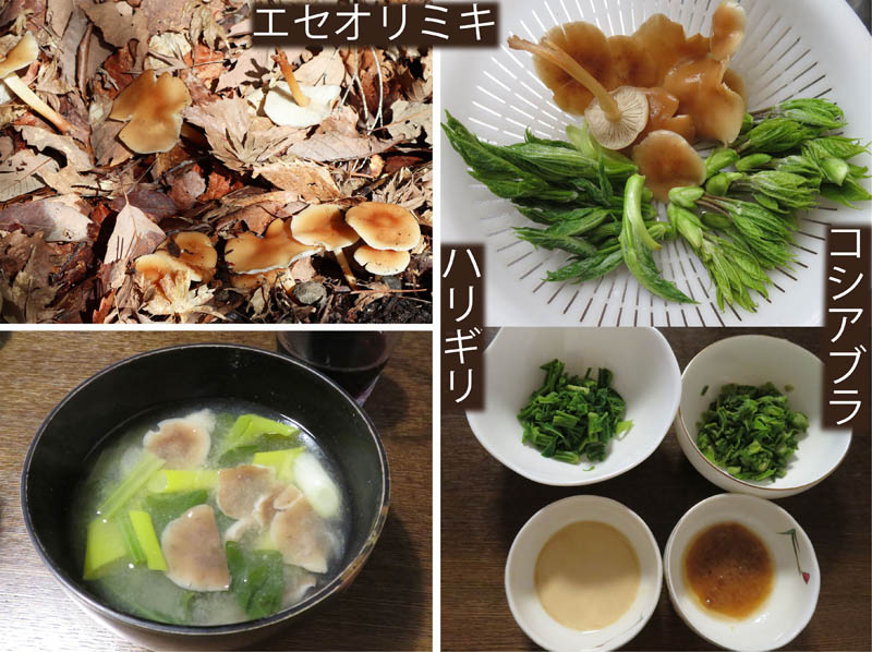 photo：山の幸は一食分で：地附山