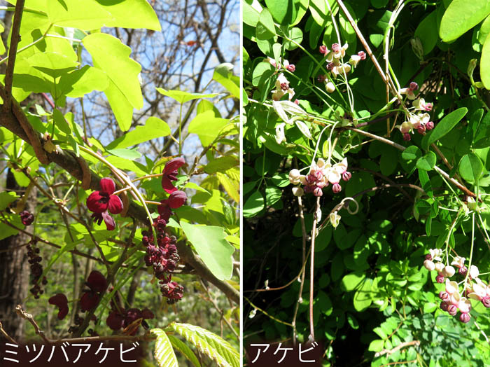 photo：ミツバアケビ,アケビ：地附山