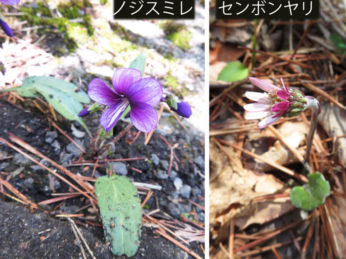 photo：ノジスミレ,センボンヤリ：地附山