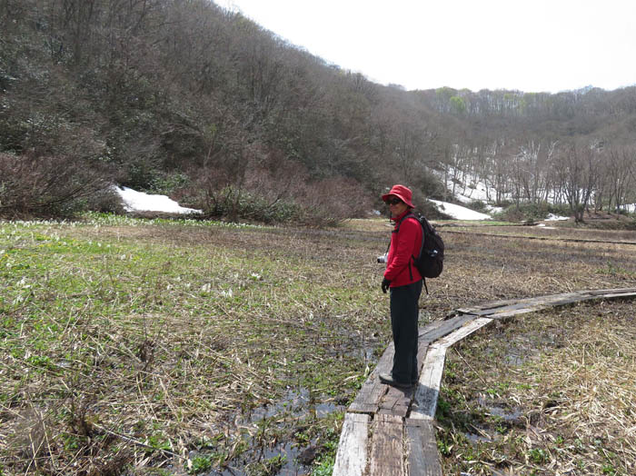 photo：山極は咲いてきたね：沼の原湿原