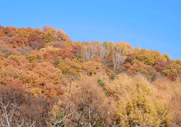 写真・陣馬平山の紅葉1