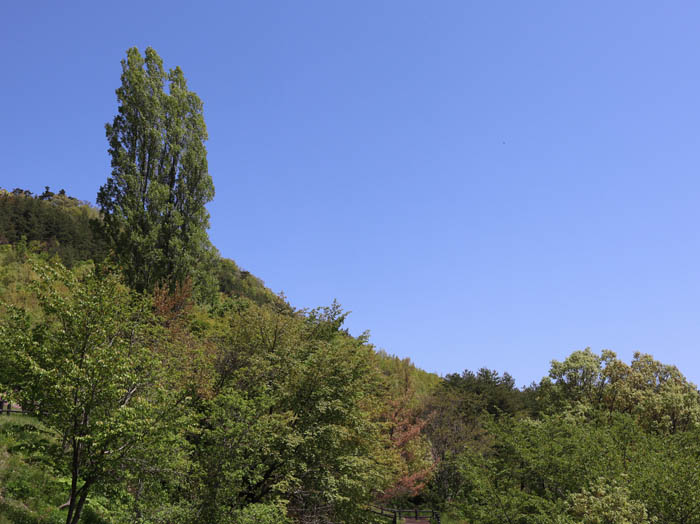 緑が濃くなった地附山