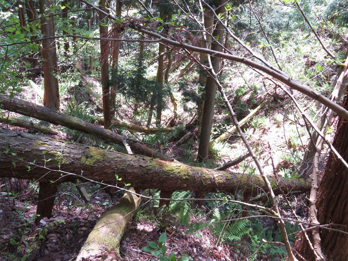 photo：左岸を巻いて登った：頼朝山