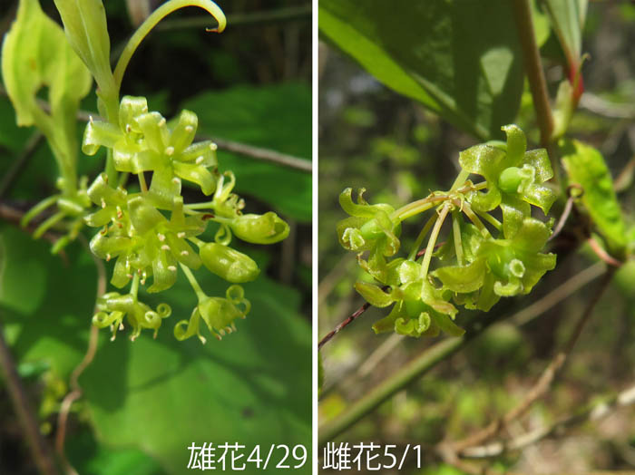 サルトリイバラの雄花と雌花：地附山