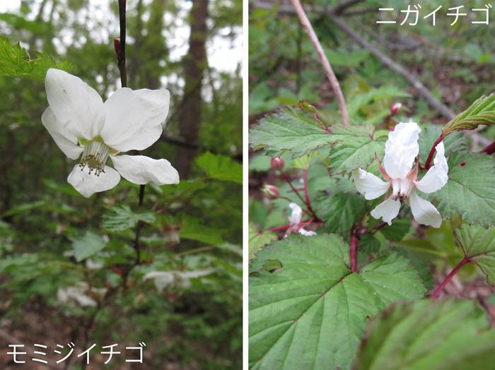 photo：モミジイチゴ,ニガイチゴ：地附山
