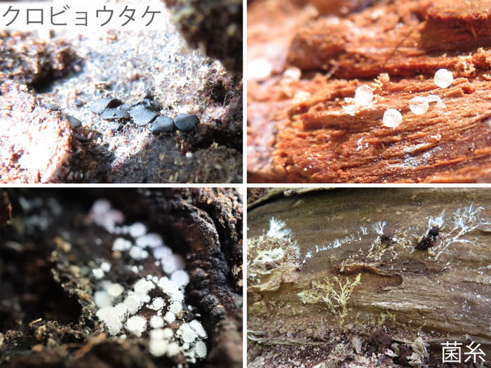 photo：クロビョウタケなど小さな生き物たち：地附山