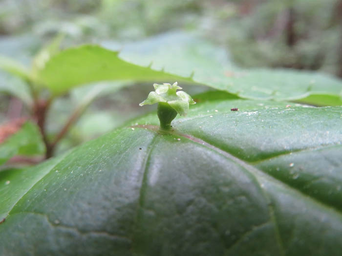 ハナイカダ雌花　2021.5.23大峰山にて