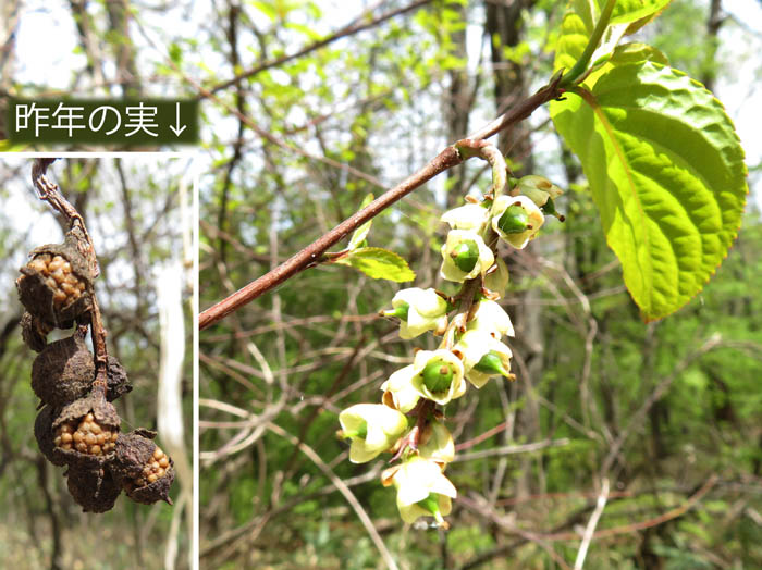 キブシも結実期：地附山