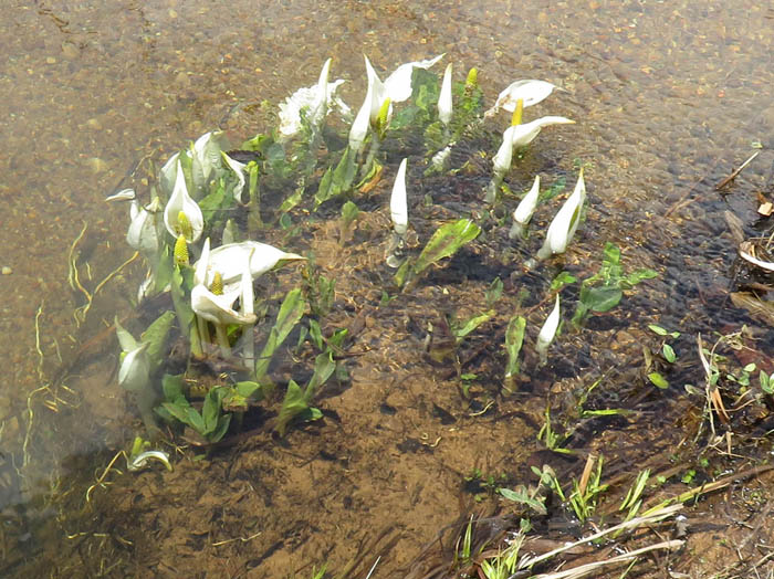 水芭蕉：沼の原湿原