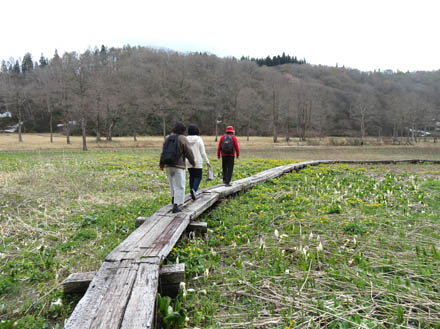 霜で倒れた水芭蕉：沼の原湿原