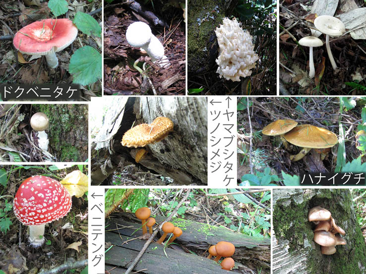 写真1キノコがいっぱい20130920