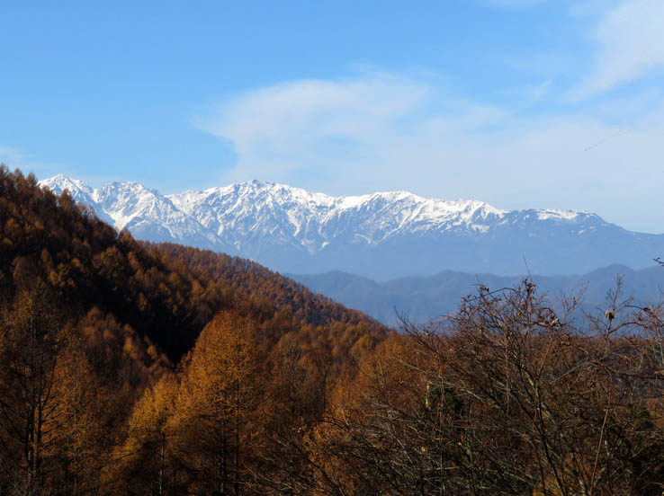 写真1カラマツの向こうに白馬山：陣馬平山