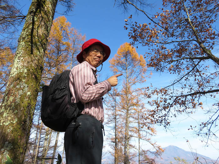 写真21カラマツの梢：陣馬平山
