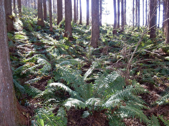 写真22シダの森：陣馬平山